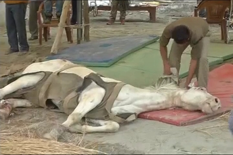 Shaktiman, the injured police horse, died of infection