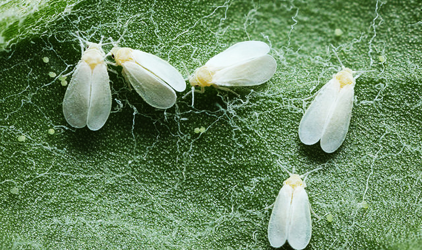 Central Agriculture team to inspect Whitefly attack in Punjab