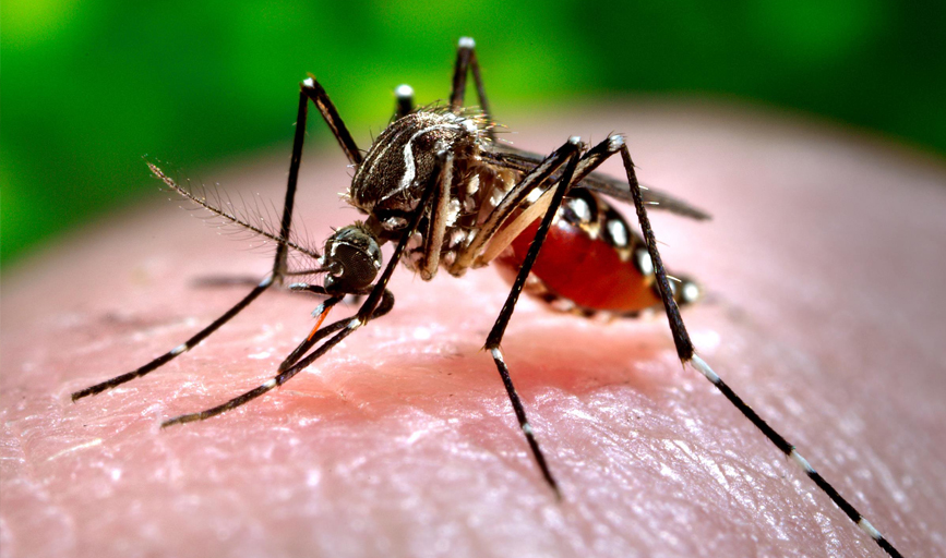 Chikungunya and Dengue have claimed at least 33 lives in Delhi
