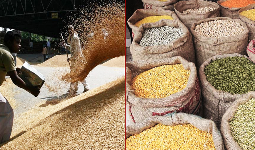 Govt hikes wheat MSP by Rs 100/qtl; pulses by up to 550/qtl