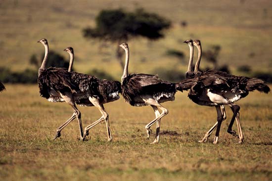 Ostriches inhabited India 25,000 years ago: study