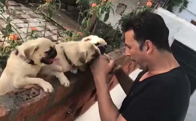 Akshay Kumar's cute workout session with pugs