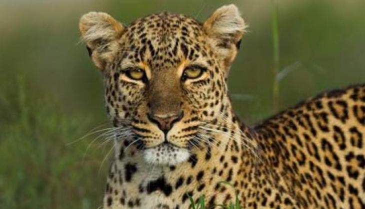 5-yr-old girl mauled to death by leopard