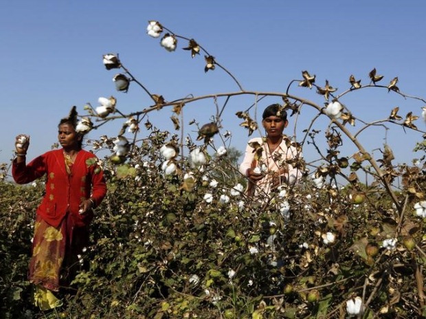 Punjab CM directs agriculture department to check sale of fake cotton seeds, pesticides