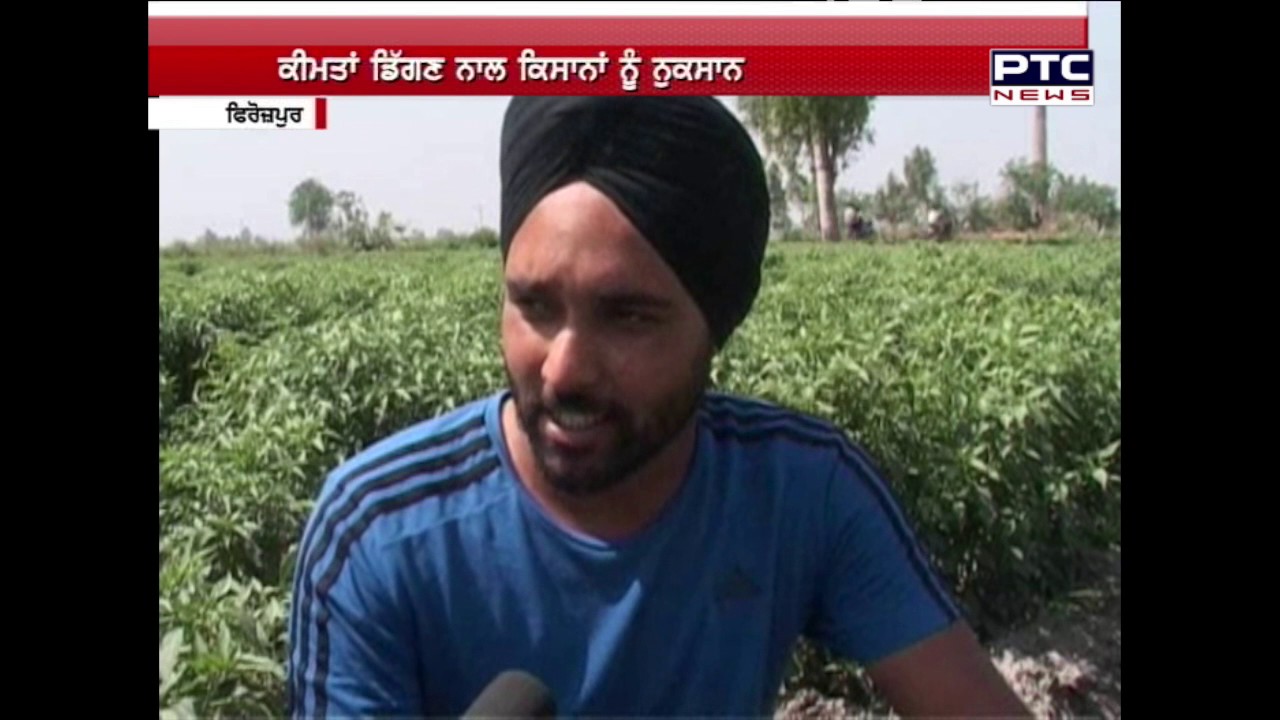 Bumper Crop of Green Chilli | Farmers not getting the right prices | Firozepur