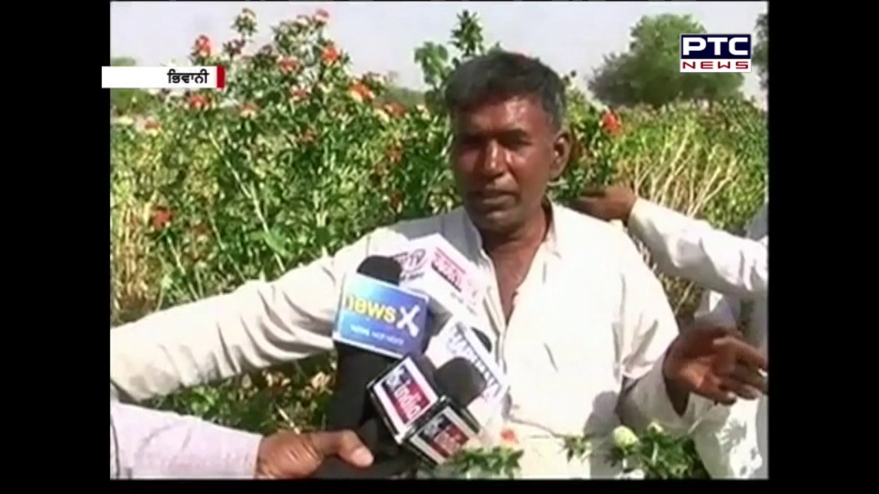 Saffron Farming | Progressive Farmer | Haryana