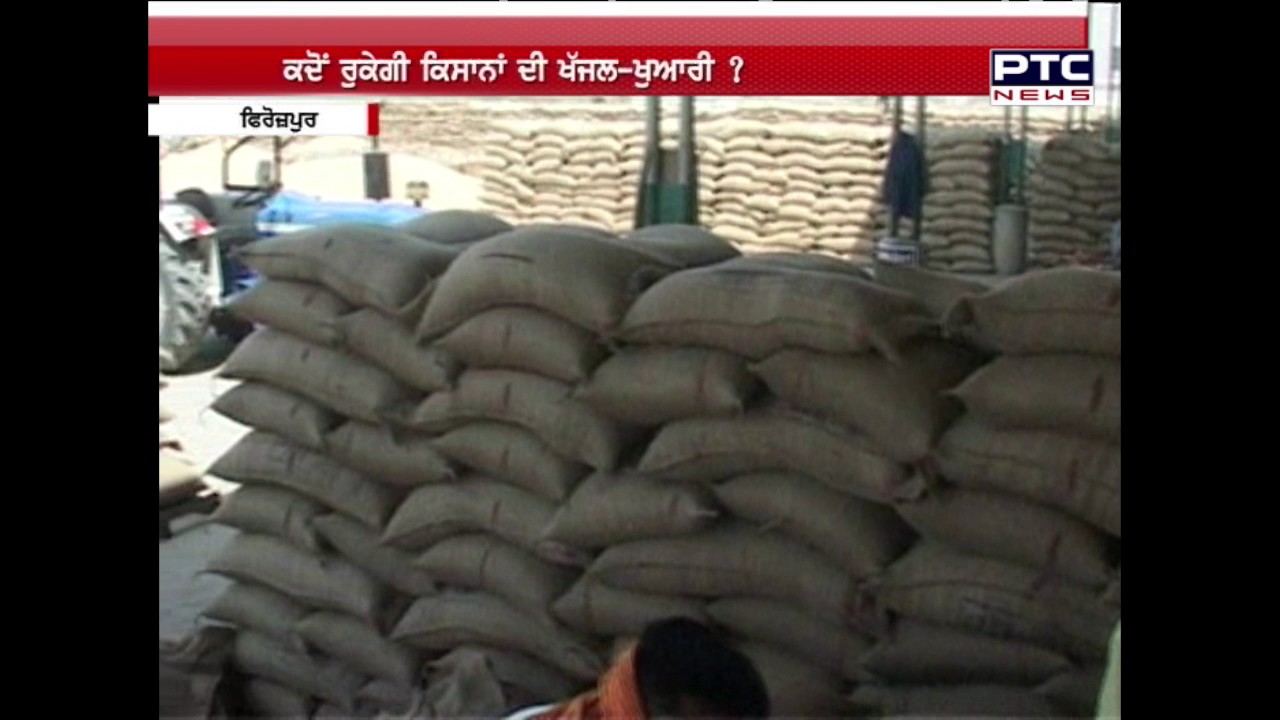 Wheat Procurement Issue| No Lifting | Lack of Arrangements at Mandis | Firozepur