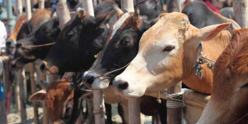 Declare cow the national animal: JD (U) to Centre