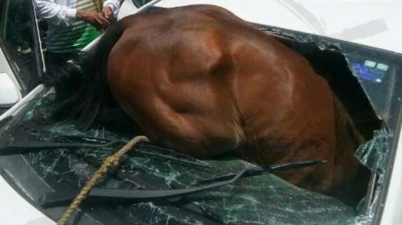 Bizarre incident: Horse rams into car in Jaipur