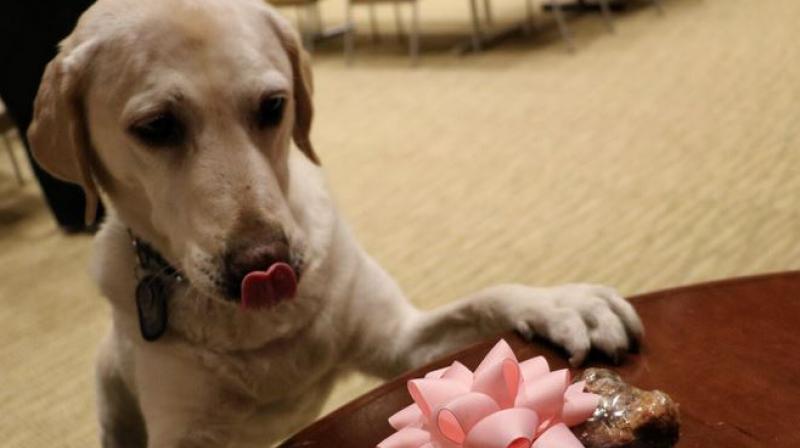 Dog serves at Orlando airport for 5 years; honoured with retirement party