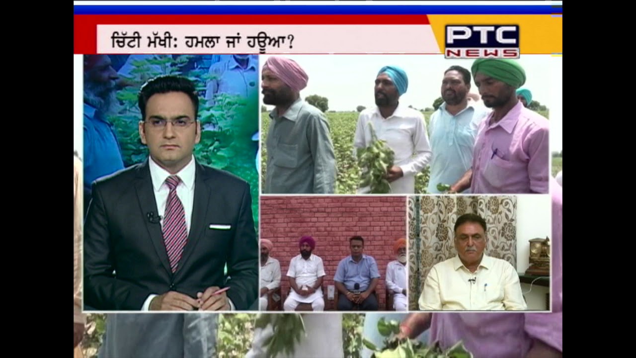 Whitefly attacks | Special Report Ptc News | Aug 12, 2017