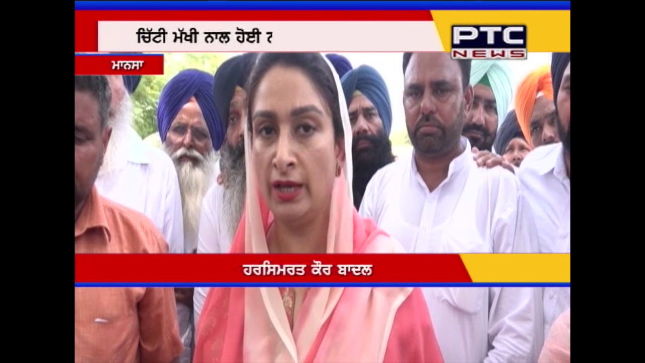 Union Minister Harsimrat Badal visits White Fly affected areas in Mansa