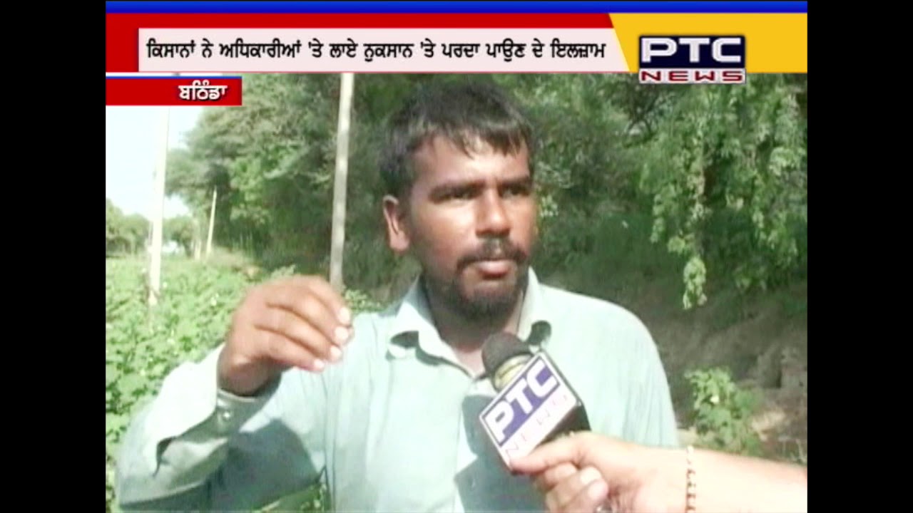 Watch: The Real Picture of White Fly Menace in cotton belt of Punjab