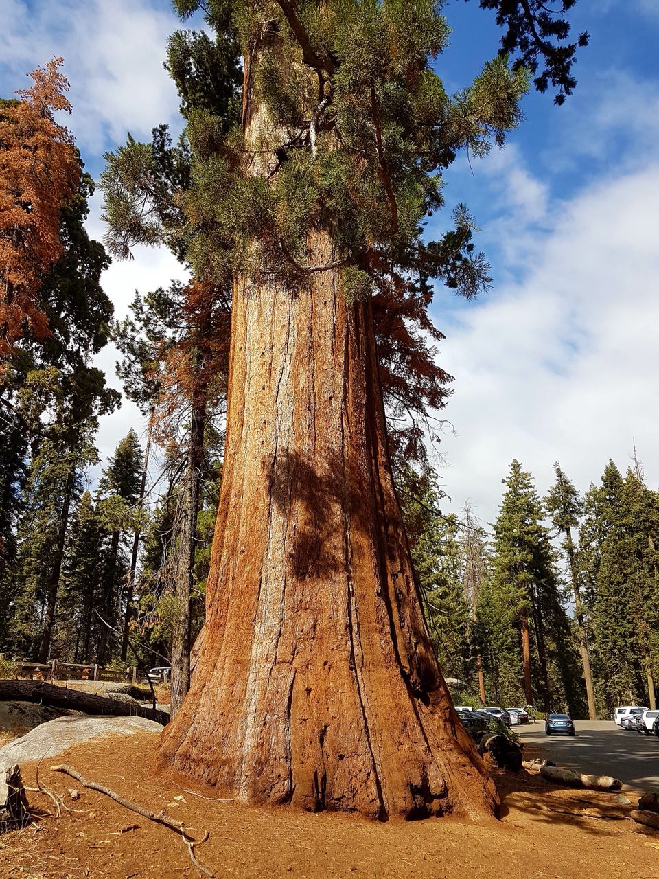 World’s largest living organisms- the Giant Sequoia in California