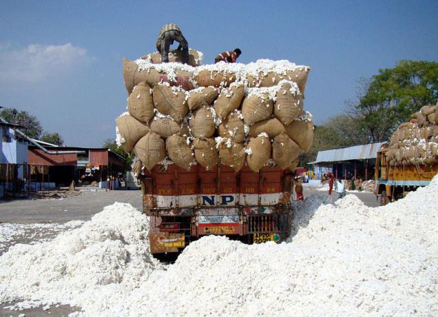 CCI assured state govt, procurement of cotton crop will commence within a week