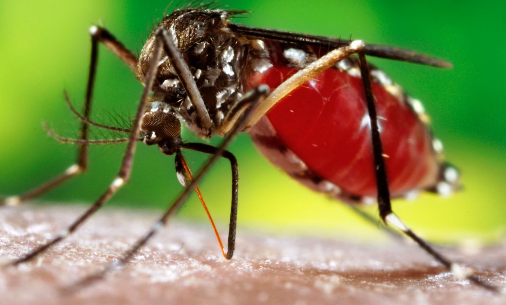 Dengue cases mount to 5,870 in Delhi