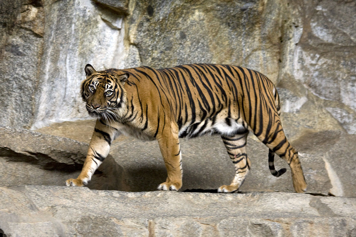 Sumatran tiger population recovering: study