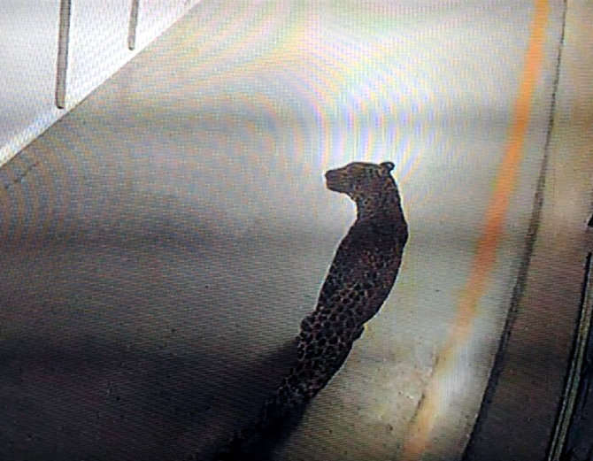 Leopard spotted at the Maruti Suzuki plant in Gurugram