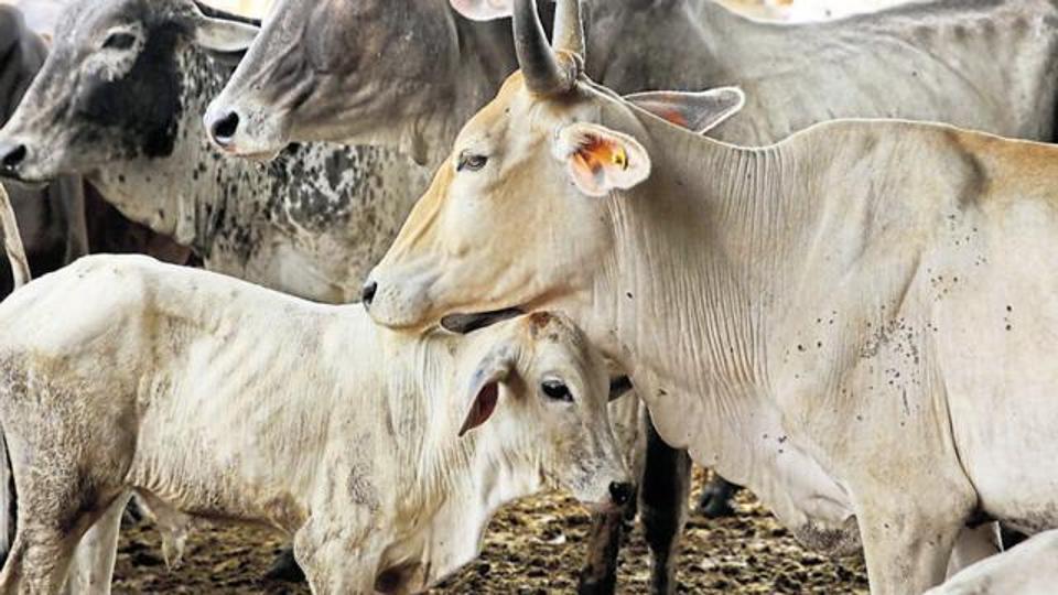 Now, pay tax in Punjab for having domestic animals