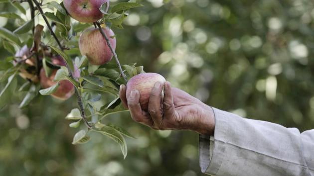 Apple harvesting begins in Kashmir's picturesque Orchards