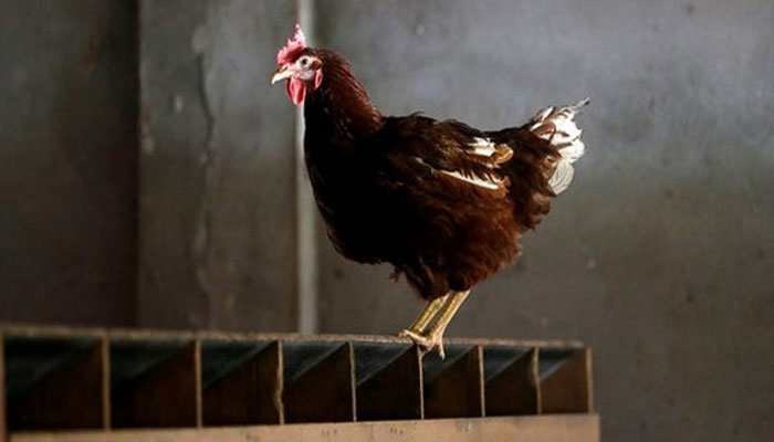 14 Year Old Pakistani teenager arrested for sexually assaulting a hen
