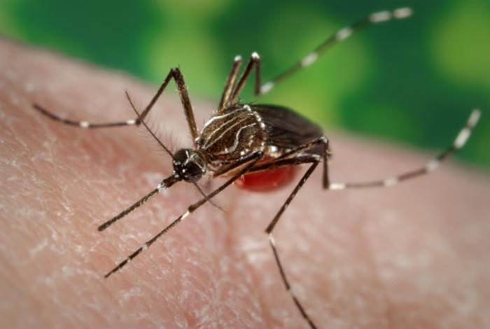 Dengue cases climb to 8549 in Delhi