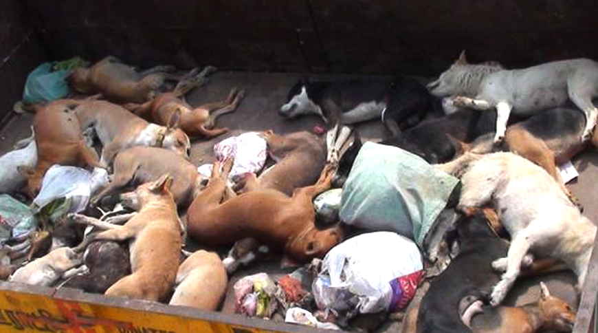 Village administration poison 150 dogs to death in order to get rid of Stray Dogs