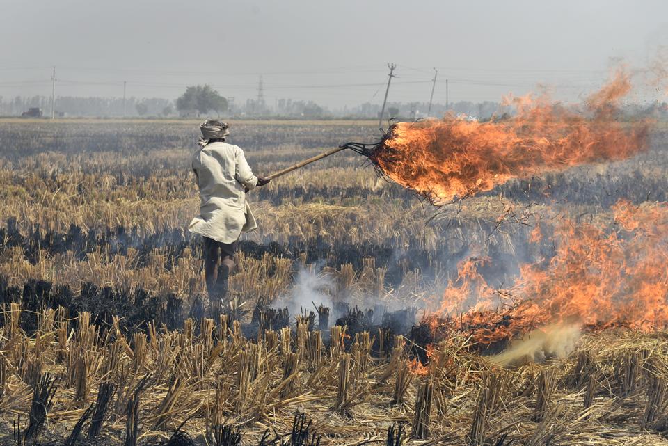 Punjab CM orders finalisation of modalities for immediate implementation of SC directives on stubble burning