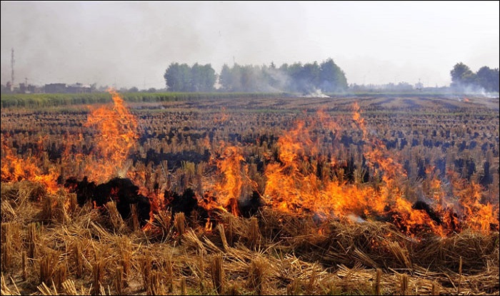 Impose heavy penalty for burning agricultural waste: Economic Survey