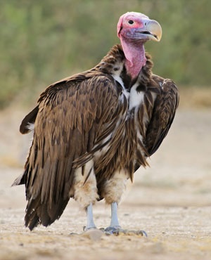 87 endangered vultures poisoned by poachers in Mozambique