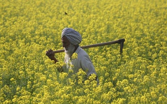 Rain showers tonic for wheat and mustard crops, farmers