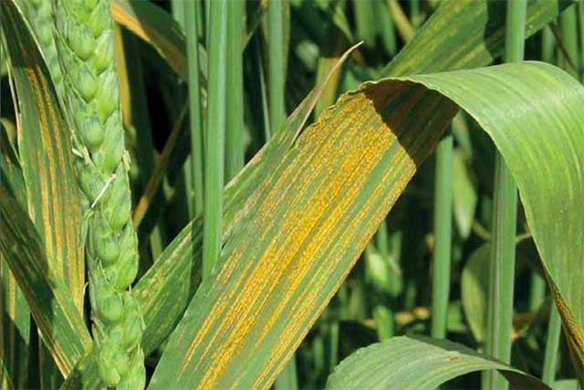 Yellow rust disease spotted on Wheat crop in Punjab