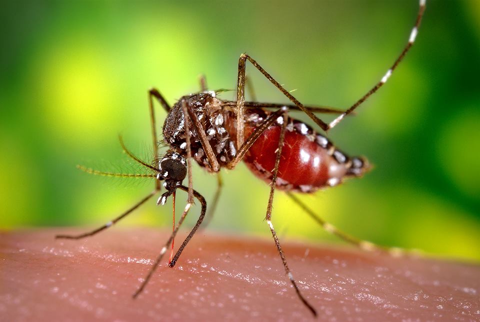 Asians, Europeans genetically prone to dengue: study