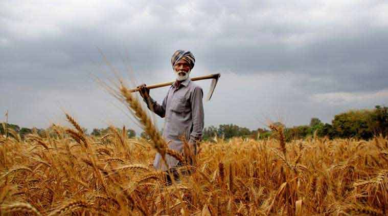 Punjab Cabinet Approves Policy For Procurement Of 130 Lakh Mt Wheat In Rabi Season