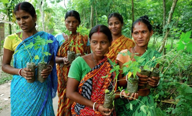 Eco Feminism in Rajasthan: For every girl child born,  villagers plants 111 trees
