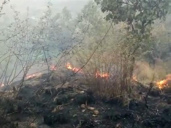 Tamil Nadu forest fire: 30-year-old Tourist guide arrested