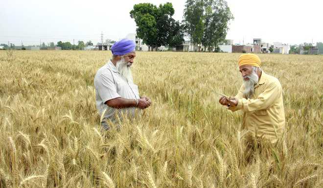Wheat procurement on track, 34.92 LMT lifted till April 18, says Punjab Govt