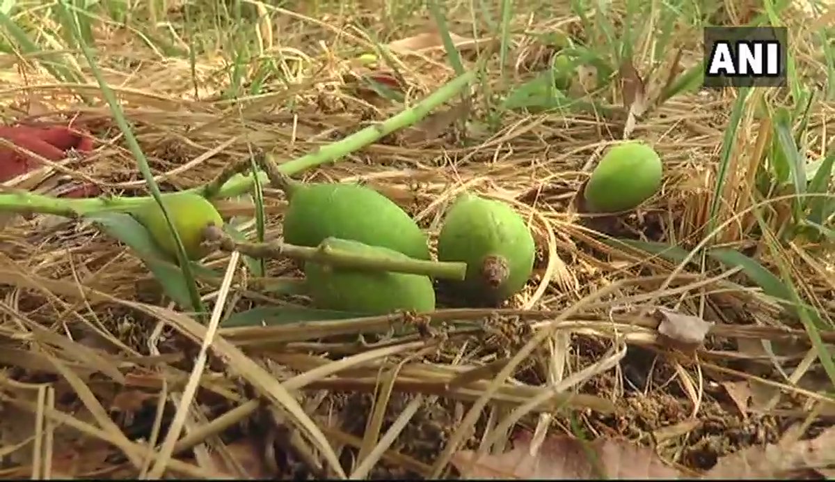 More than one-fourth of the mango crop has got ruined after storm