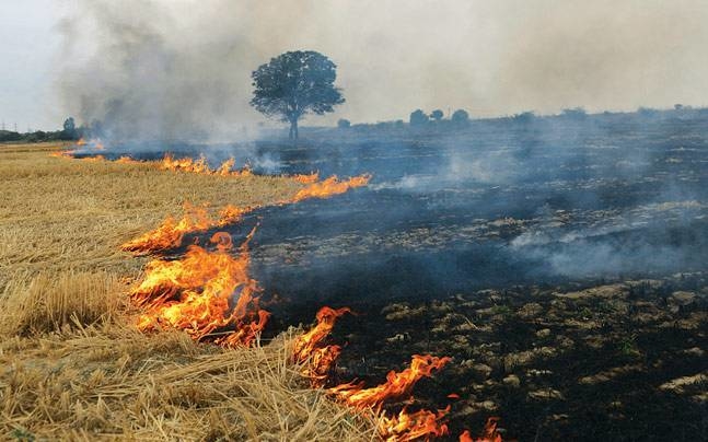 Fire destroys wheat on 200 acres of land in Gurdaspur, Punjab