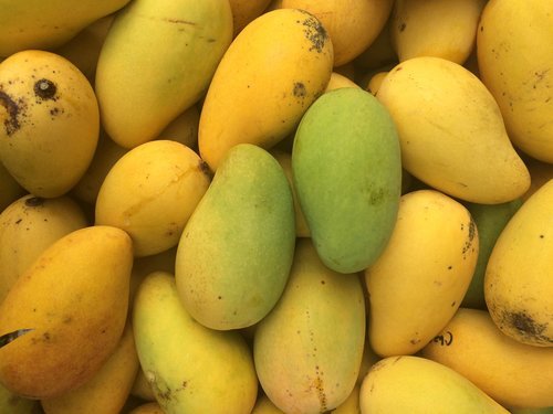 40% of mangoes are damaged due to weather conditions in North India