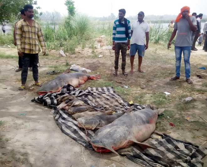 Beas fish deaths: Punjab Govt seal sugar mill, imposes fine of Rs 25 lakh