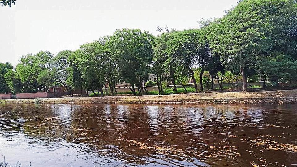 Red water with foul smell and dead fish enters Indira Gandhi canal