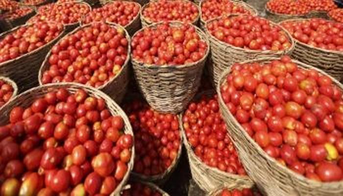 Tomato prices witness a steep fall in Punjab, Haryana due to bulk supplies