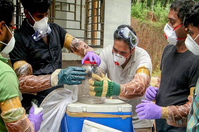 Nipah death toll touches 12, samples of fruit eating bats being collected for testing