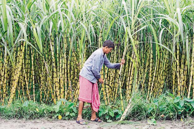 Govt approves Rs 5.5 per quintal subsidy for sugarcane farmers