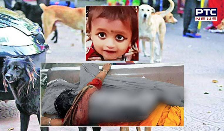 Chandigarh: Stray dogs maul 18 month old toddler to death