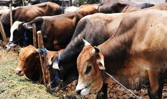 Two men lynched in Jharkhand on suspicion of cattle theft, 4 held
