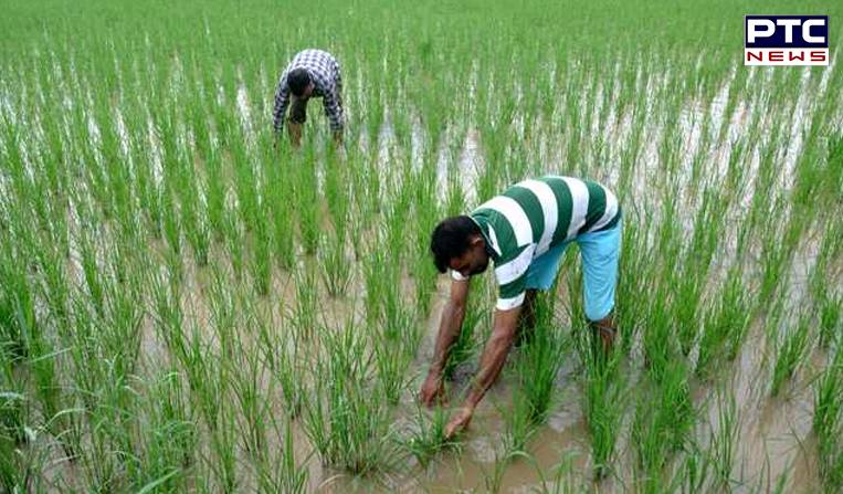 Cabinet approves increase in MSP of 14 crops, paddy price increased by Rs. 200