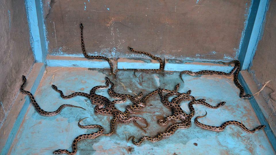 60 highly poisonous snakes found in school’s kitchen
