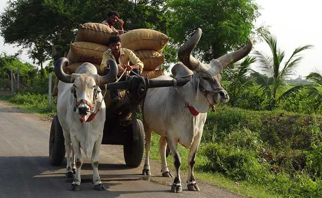 Uttarakhand High Court  declares animals to be 